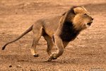 lion-male-running-nossob-riverbed.jpg